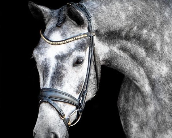 horse Bella Sue II (Mecklenburg, 2015, from Belantis)