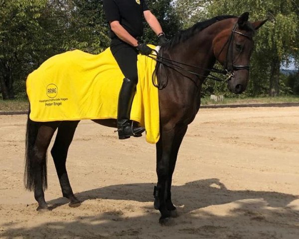Springpferd Santana (Holsteiner, 2002, von Carry)