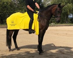 Springpferd Santana (Holsteiner, 2002, von Carry)