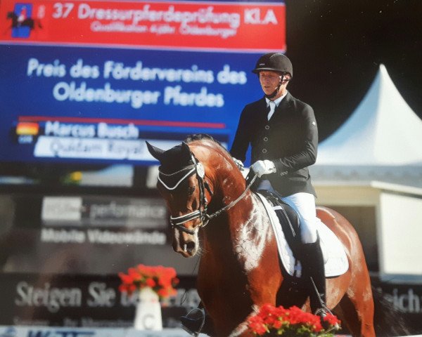 stallion Quidam Royal OLD (Oldenburg, 2014, from Quateron)