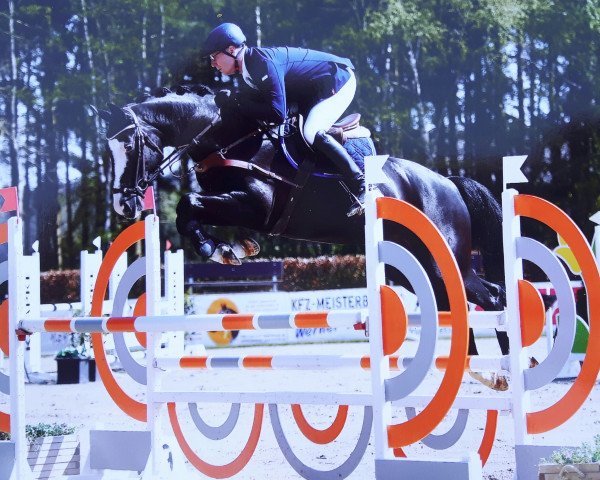 Springpferd BATISTA 10 (Hannoveraner, 2014, von Balou du Rouet)