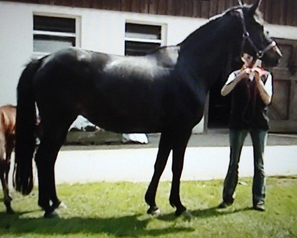 broodmare Seeconda (Trakehner, 1997, from Consul)