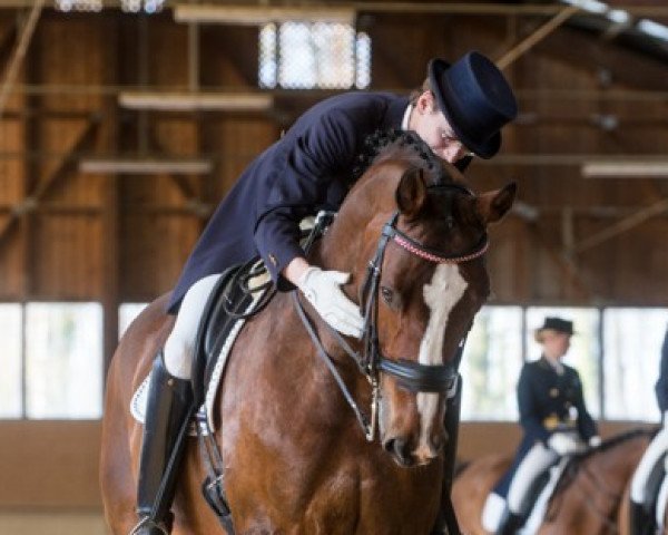 dressage horse Nadun (Austrian Warmblood, 1997, from Nordwind)