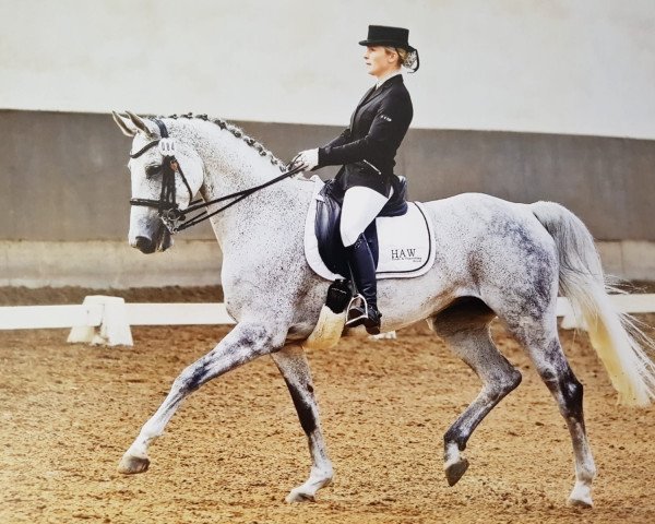 broodmare Adorable Amy (Hanoverian, 2009, from Avagon)