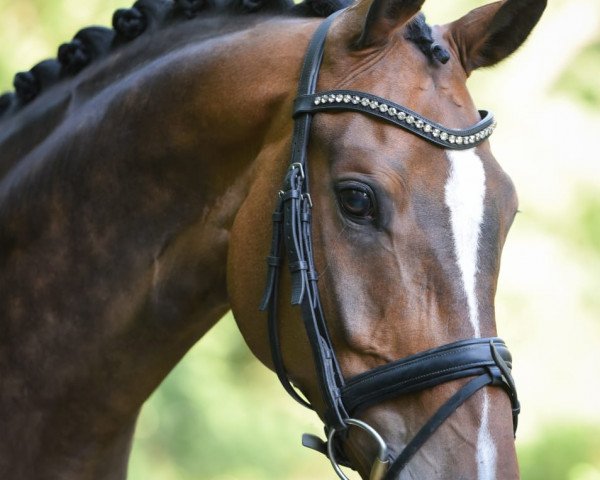 dressage horse Silvaro 5 (Hanoverian, 2010, from Sir Donnerhall I) dressage horse Silvaro 5 (Hanoverian, 2010, from Sir Donnerhall I)