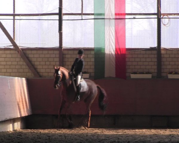 Reitturnier Hellefeld 2016