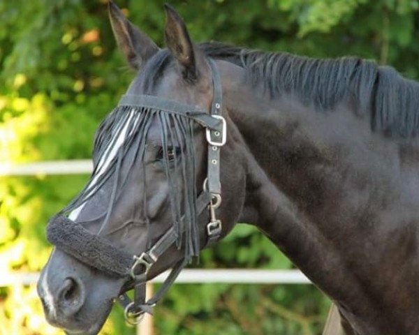 Pferd Wolke III (Rheinländer, 2005, von Wolkenstein II) Pferd Wolke III (Rheinländer, 2005, von Wolkenstein II)