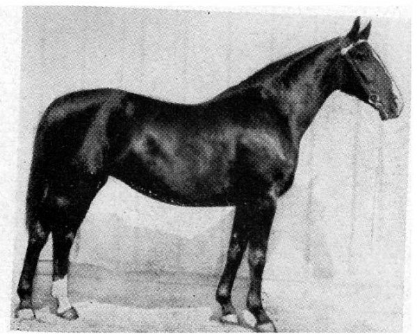 broodmare Flirtlore I (Hanoverian, 1924, from Flirt)