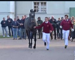 stallion Crossway (Holsteiner, 2017, from Calido I)