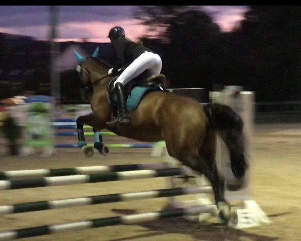 jumper Hedy (KWPN (Royal Dutch Sporthorse), 2011, from Sandro Beast)