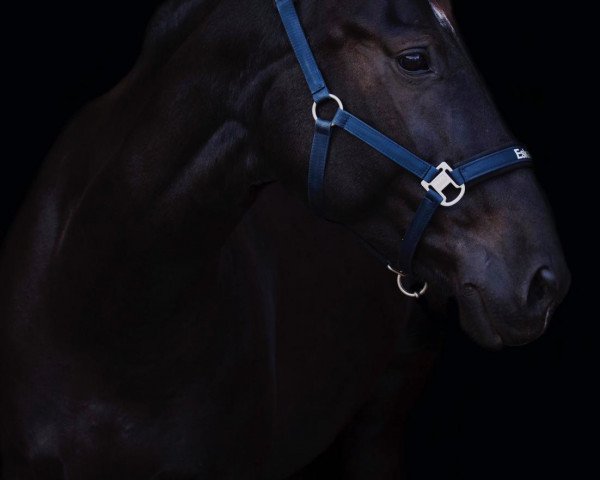 broodmare Ottilie 12 (Sachs-door. Heavy Warmbl., 2012, from Carlos)