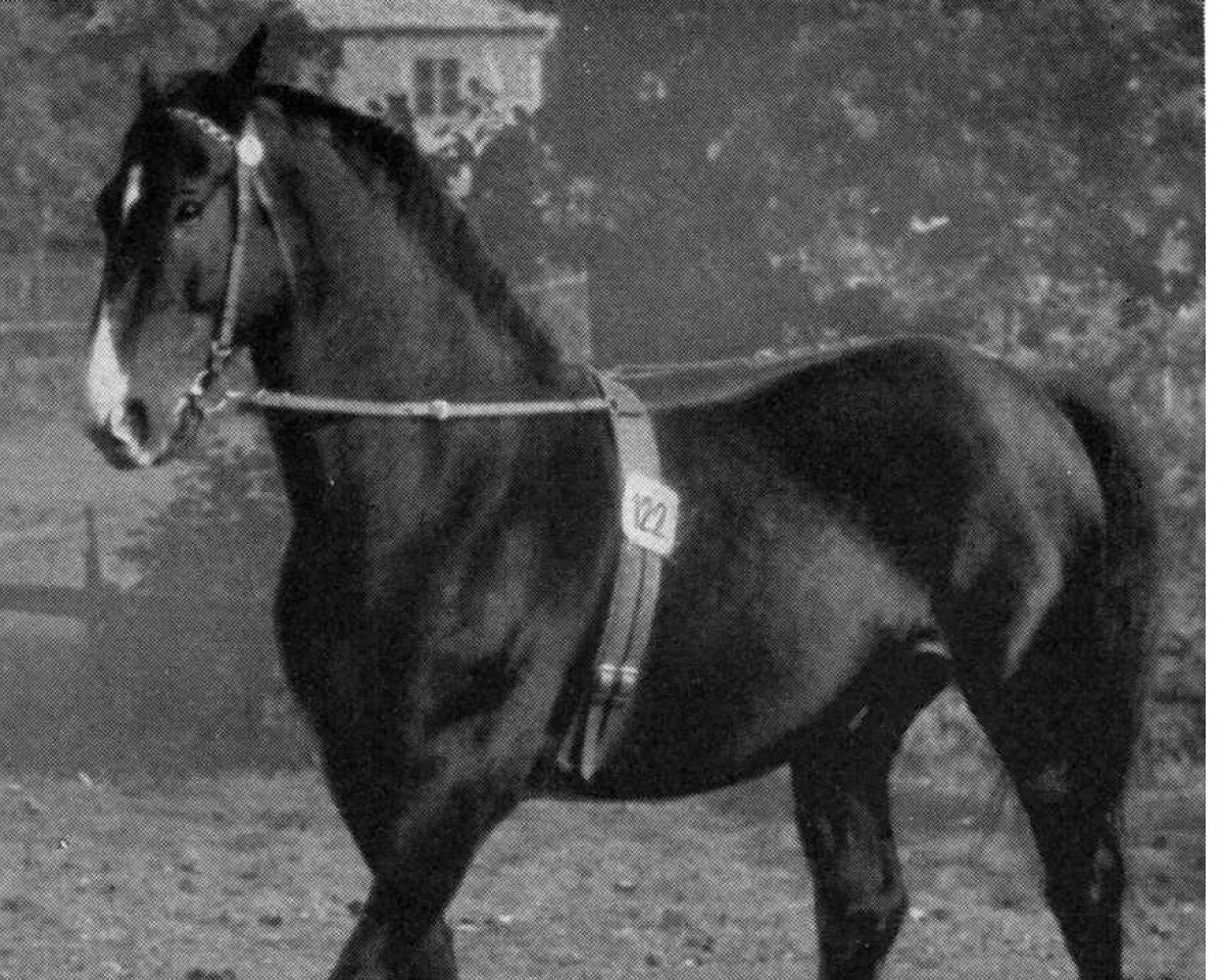 Deckhengst Franke (Hannoveraner, 1933, von Fangschuss)