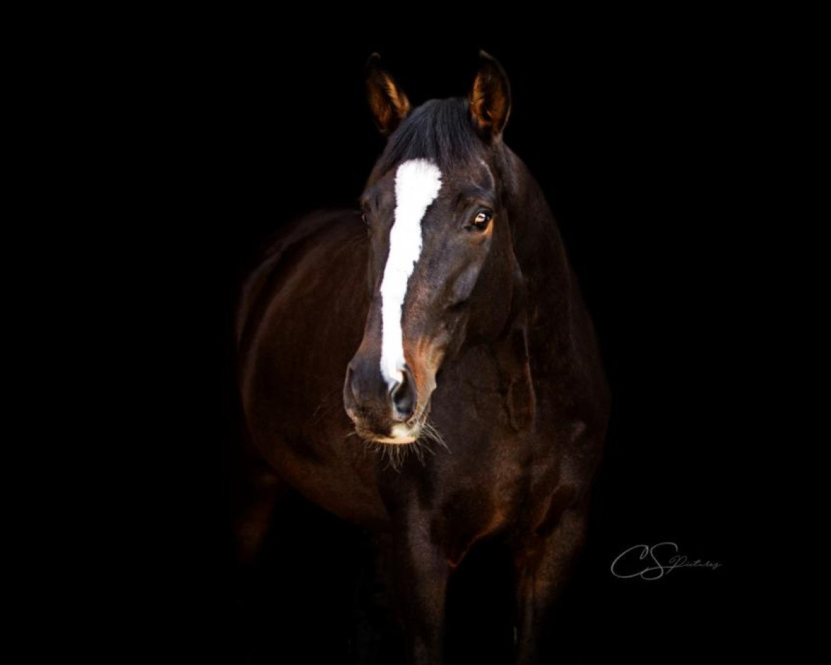 dressage horse Fritz Power H (Hanoverian, 2013, from Fürst Grandios)