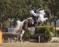 dressage horse Esme 4 (Pony without race description, 2008)
