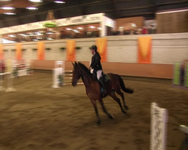 Reitturnier Hellefeld 2016
