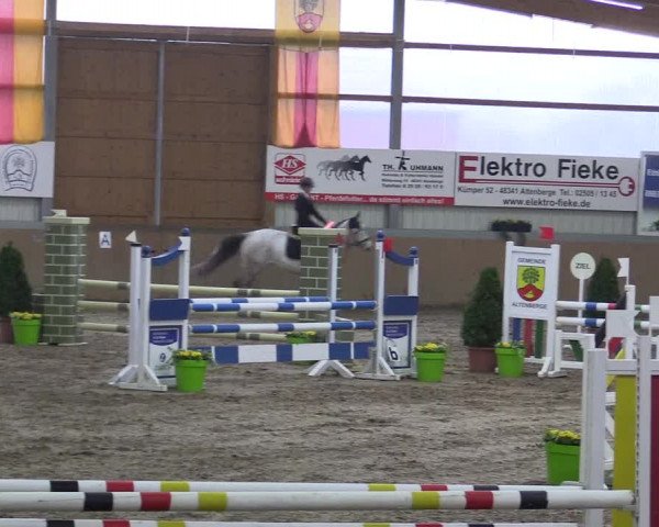 Hallenspringturnier Altenberge 2016