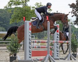 Springpferd Cimbaley (Westfale, 2015, von Capistrano 2)