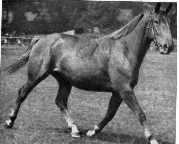 broodmare Alsterbrise (Hanoverian, 1935, from Alstergold)
