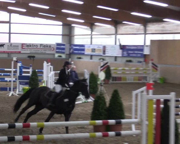 Hallenspringturnier Altenberge 2016