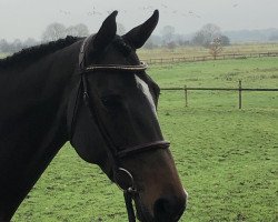 jumper Dolce 19 (Holsteiner, 2011, from Larimar)