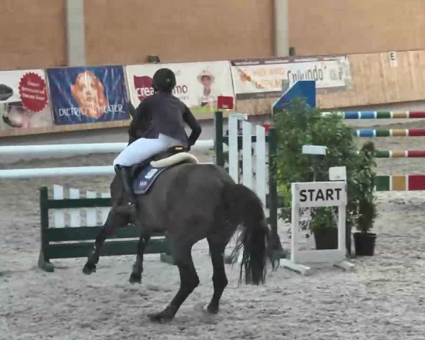 Reitturnier Illertissen 2016