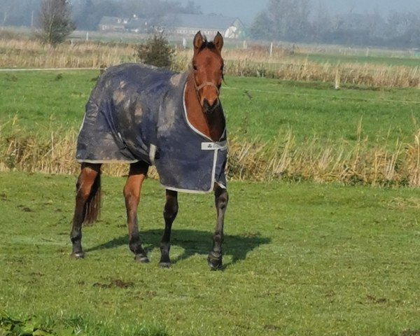 horse Stakkato's Crazy Dream (Hanoverian, 2017, from Stakkato)