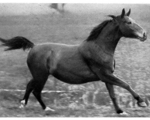 broodmare Feine Melodie (Hanoverian, 1932, from Feiner Kerl)
