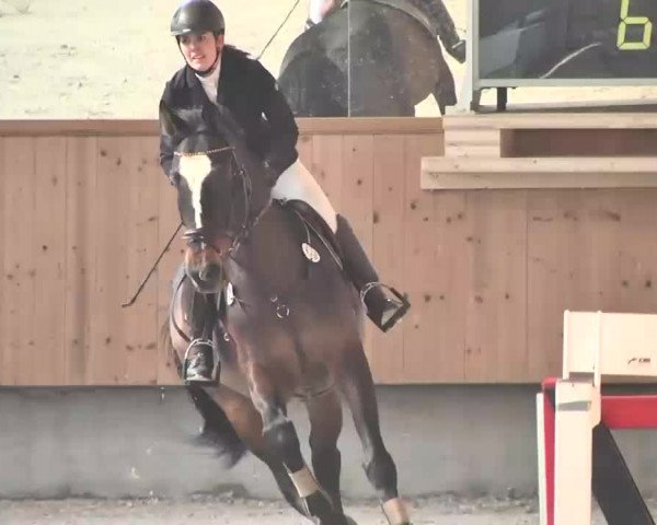 Reitturnier Illertissen 2016