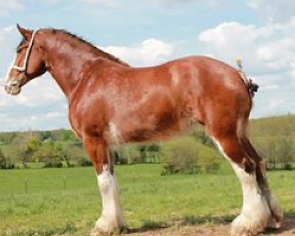 broodmare Boulder Bluff Apple Blossom (Clydesdale, 2006, from Hatfield Elite) broodmare Boulder Bluff Apple Blossom (Clydesdale, 2006, from Hatfield Elite)