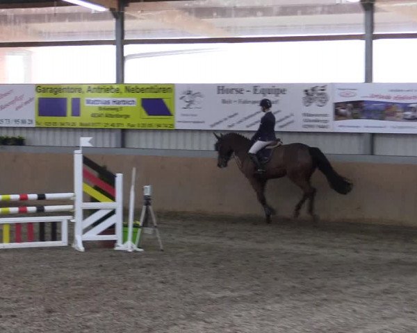 Hallenspringturnier Altenberge 2016