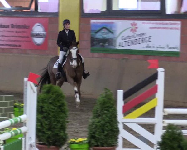 Hallenspringturnier Altenberge 2016