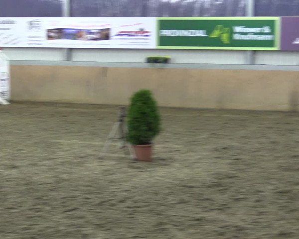 Hallenspringturnier Altenberge 2016