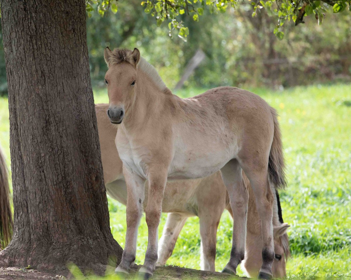 Hest Fara (Fjordhest, 2019, fra Rudsmo Remi)