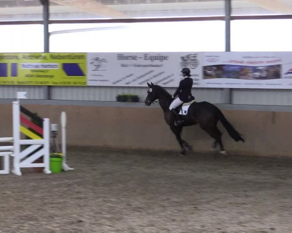 Hallenspringturnier Altenberge 2016