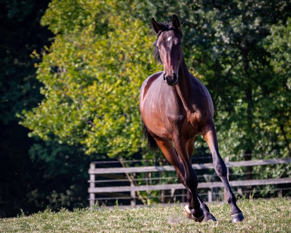 horse Maximilian von Summertime (Trakehner, 2018, from Summertime)