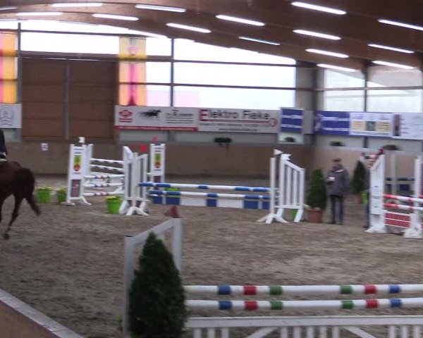 Hallenspringturnier Altenberge 2016