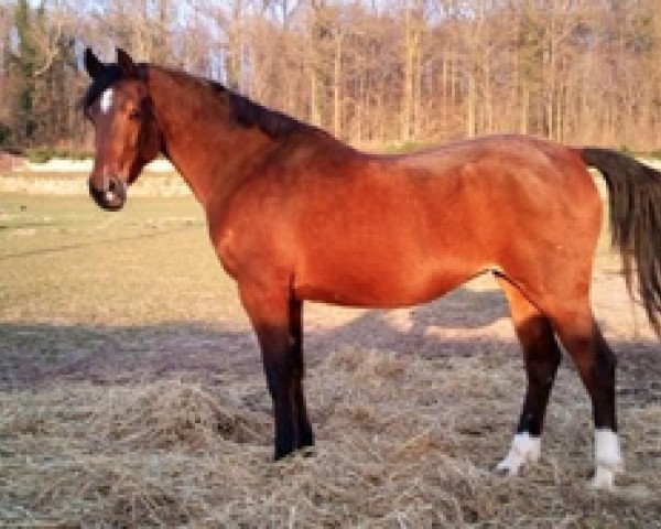 broodmare Kooihuster Setske (Nederlands Welsh Ridepony, 1997, from Bjirmen's Wytse)