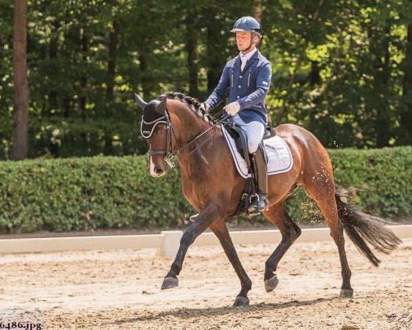 Dressurpferd Royal Warrior (Hannoveraner, 2006, von Royal Blend)