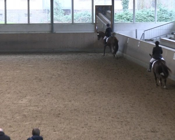 Hallen-Reitturnier Iserlohn 2016