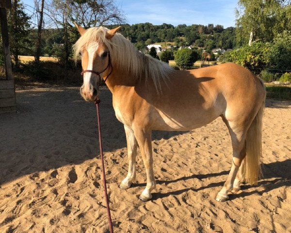 Pferd Abby (Haflinger, 2015, von Achat)