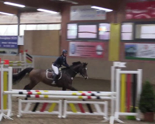 Hallenspringturnier Altenberge 2016