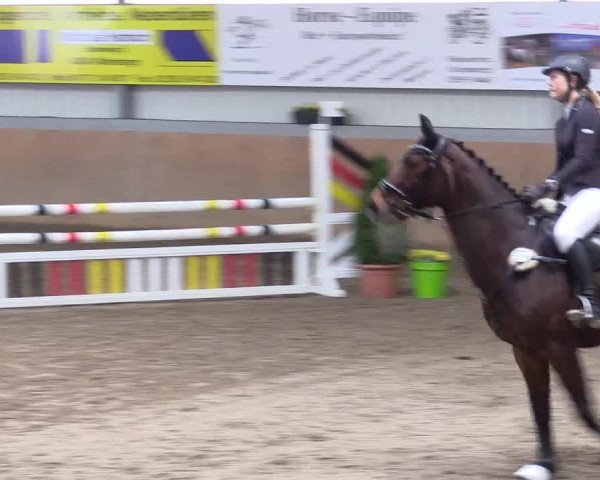Hallenspringturnier Altenberge 2016