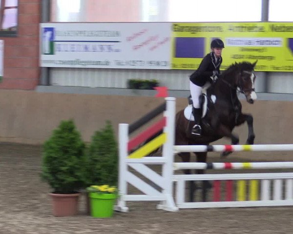 Hallenspringturnier Altenberge 2016
