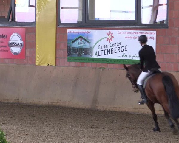 Hallenspringturnier Altenberge 2016