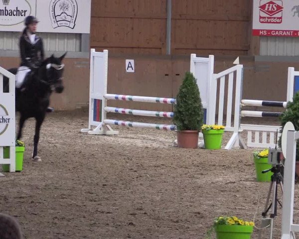 Hallenspringturnier Altenberge 2016