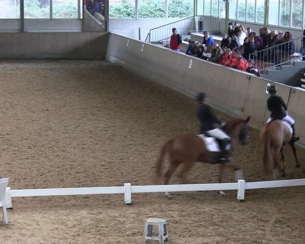 Hallen-Reitturnier Iserlohn 2016