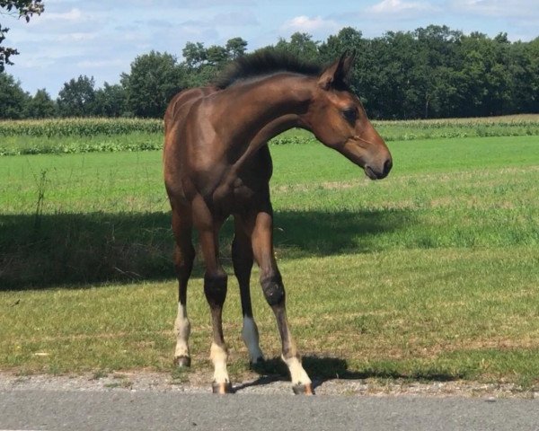 jumper Click Sf Z (Zangersheide riding horse, 2019, from Canturano I)