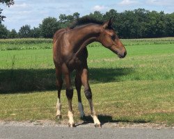jumper Click Sf Z (Zangersheide riding horse, 2019, from Canturano I)