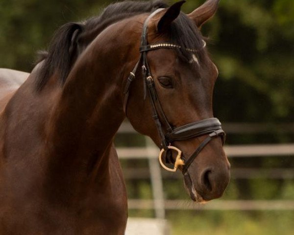 dressage horse Soleil Dans Le Ciel (Westphalian, 2012, from Son of Cologne)