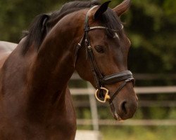 dressage horse Soleil Dans Le Ciel (Westphalian, 2012, from Son of Cologne)